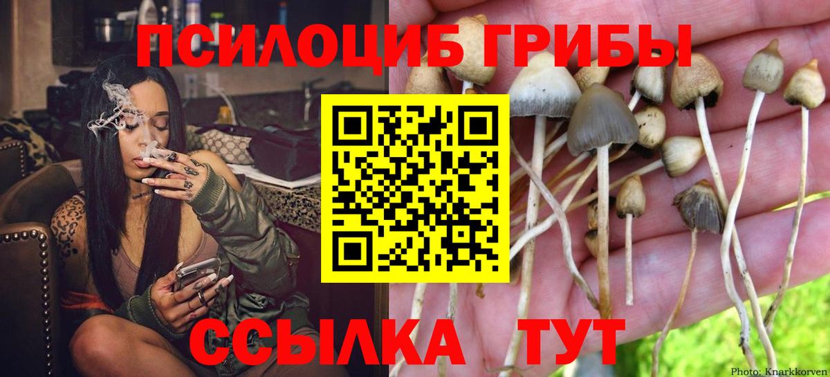 Псилоцибиновые грибы Psilocybe  Вход с VPN  Псилоцибиновые грибы MAGIC MUSHROOMS  закладка  Рубцовск 